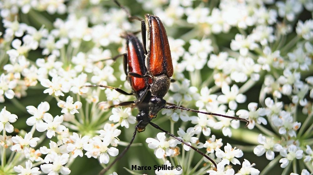 Stenurella melanura - femmina e maschio